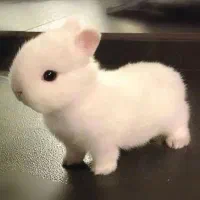 پانسیون نگهداری فروش لوپ مینیاتور جیبی خرگوش|موش و خرگوش|اصفهان, بهاران|دیوار