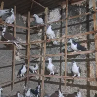 ۴۵ کفتره همه رقمه