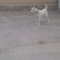 واگذاری سگ نگهبان|سگ|مشهد, میان ولایت|دیوار