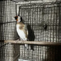 سهره نر جوجه قفس