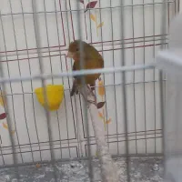 قناری سوخته سرخ مست مست