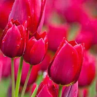 جویای کار آقا هستم