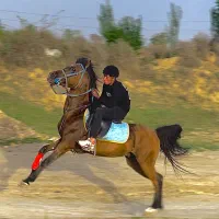 اسب‌عرب‌یکسر