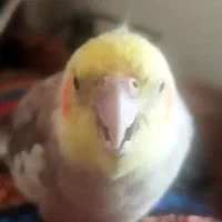 عروس هلندی گم شده|حیوانات|اندیشه, اندیشه فاز ۱|دیوار