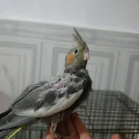 عروس پاریس یاهمون عروس هلندی|پرنده|کارون, |دیوار