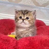 گربه های گلد ۲۴