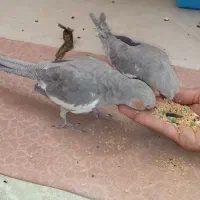 عروس هلندی جفت رام