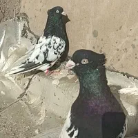 کبوتر کله سیاه