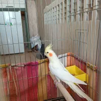 عروس هلندی|پرنده|ماهدشت, |دیوار