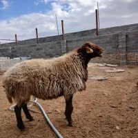 قوچ همو|حیوانات مزرعه|قوچان, |دیوار