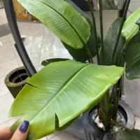 درختچه پرنده بهشتی|گل مصنوعی|اراک, |دیوار