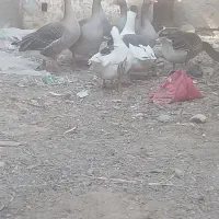 غاز و خروس محلی|حیوانات مزرعه|چمران, |دیوار