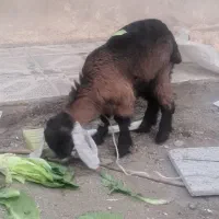 بزغاله پاکستانی