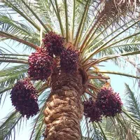 درخت بند