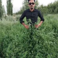 ارایه بذر یونجه با راندمان بالا|خدمات باغبانی و درختکاری|تهران, آبشار|دیوار