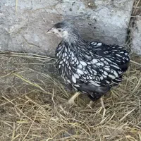 مولدویاندوت جوجه ایام سمانی برهما مرغ خروس