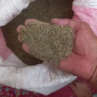 زیره سبز(کرابیه)