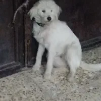فروش یک سگ ماده نوع شیتزو سفید رنگ|سگ|خرمآباد, |دیوار