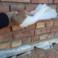 کله زردکاکولی