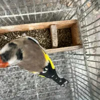 سهره|پرنده|شیراز, انجیر|دیوار