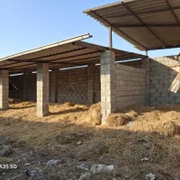 کاه گندم|لوازم جانبی حیوانات|گنبد کاووس, |دیوار