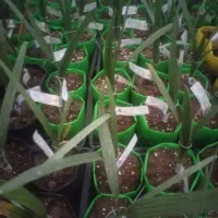 نمایندگی رسمی نخل کشت بافت و پاجوش گلخانه ای|خدمات باغبانی و درختکاری|برازجان, |دیوار