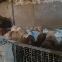 گوسفند زنده