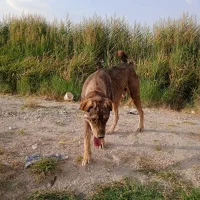 توله پژدر  نر ۱۵ ماهه|سگ|خمین, |دیوار