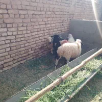 بره|حیوانات مزرعه|رفسنجان, |دیوار