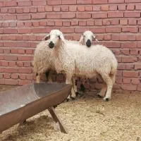 بره ماده باغینی