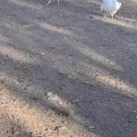 ۱۱ عدد کفتر پرشی به شرط