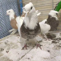 ۴ عدد طوقی فقط یک میلیون پانصد مقطوع