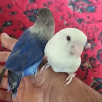 طوطی البینو چشم قرمز  دستی|پرنده|جنت, |دیوار