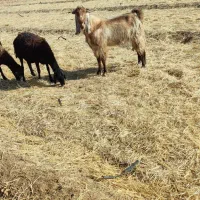 فروش بز نر نژاد دوقلو سه قلو زا