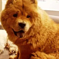 سگ محدود گلدیس گم شد