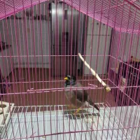 مرغ مینا سخنگو