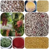 فروش انوع حبوبات و ساری یاغ