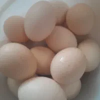 تخم مرغ محلی تازه