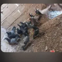 کبوتر|پرنده|بردسکن, |دیوار