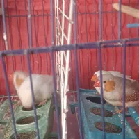 دوجفت فنج لپ نارنجی فنج نر