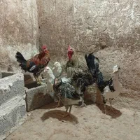 نیمچه مرغ خروس گلین|حیوانات مزرعه|شیراز, احمدآباد|دیوار