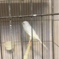 قناری ماده سوپری سفید