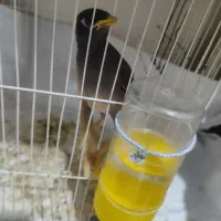 مرغ مینا