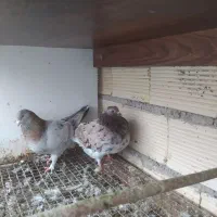 کبوتر تزیینی و زینتی فروش و معاوضه|پرنده|رشت, حومه رشت|دیوار