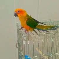 پرنده طوطی|پرنده|میبد, |دیوار