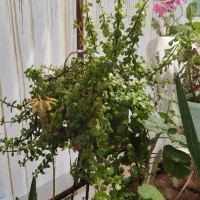 گل و گیاه|گل و گیاه طبیعی|الوند, |دیوار