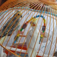 ۲عدد عروس هلندی|پرنده|رشت, فرزانه|دیوار