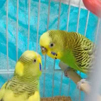 یک جفت مرغ عشق سالم سالم سالم سرحال سرحال