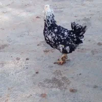 مرغ بیرانشهر|حیوانات مزرعه|بیرانوند, |دیوار