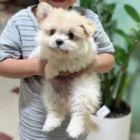 توله پامر یکساله